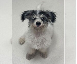 Havanese-Unknown Mix Dogs for adoption in Canton, CT, USA