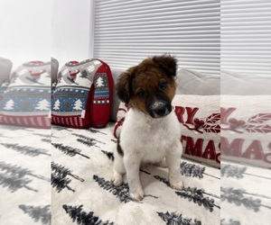 Jack Russell Terrier Puppy for sale in SAN JOSE, CA, USA