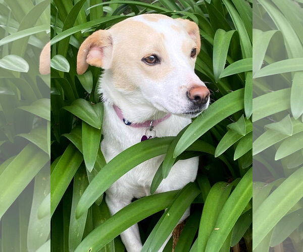 Medium Photo #4 Mutt Puppy For Sale in Corona, CA, USA