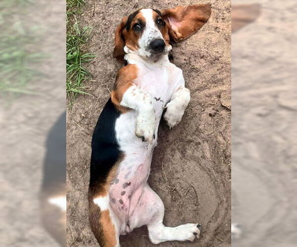 Medium Photo #4 Basset Hound Puppy For Sale in Deepwater, NJ, USA