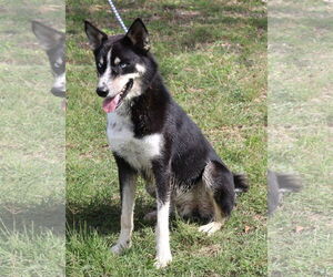 Ryker - Male Siberian Husky-Unknown Mix Dog for Adoption - Photo #3
