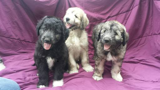 Medium Photo #1 Pyredoodle Puppy For Sale in VERGENNES, IL, USA
