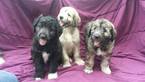 Small Photo #1 Pyredoodle Puppy For Sale in VERGENNES, IL, USA
