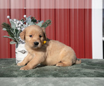 Puppy Blake Golden Retriever