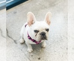 Small Photo #27 French Bulldog Puppy For Sale in GIG HARBOR, WA, USA