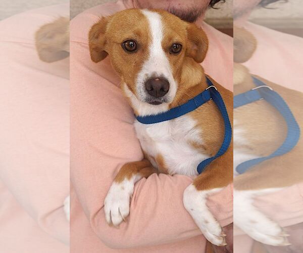 Medium Photo #1 Mutt Puppy For Sale in Carrollton, TX, USA