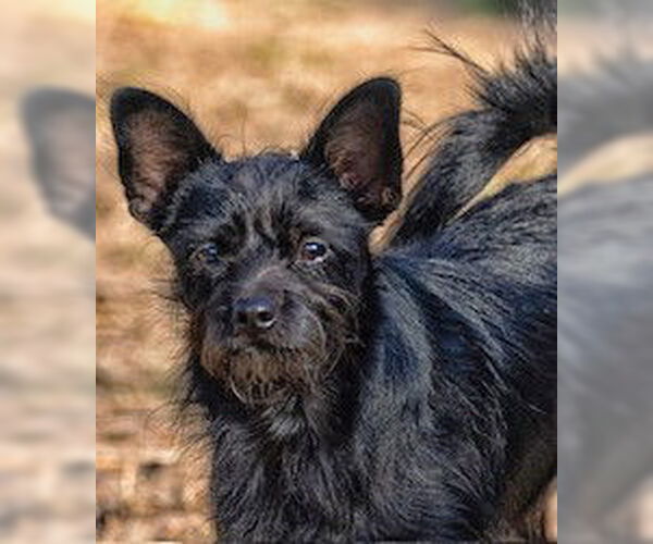 Medium Photo #3 Chihuahua-Unknown Mix Puppy For Sale in Boonton, NJ, USA