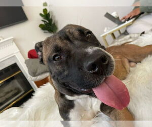 Kobe - Male Boxer-Unknown Mix Dog for Adoption - Photo #3