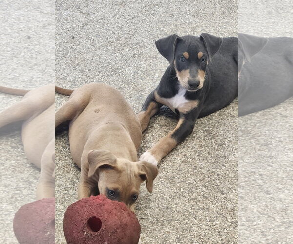 Medium Photo #2 Doberman Pinscher-Unknown Mix Puppy For Sale in Minneaoplis, MN, USA