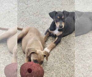 Tango - Male Doberman Pinscher-Unknown Mix Dog for Adoption - Photo #2