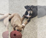 Small Photo #2 Doberman Pinscher-Unknown Mix Puppy For Sale in Minneaoplis, MN, USA