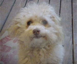 Father of the ShihPoo puppies born on 03/20/2025