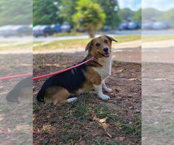 Medium Photo #3 Pembroke Welsh Corgi-Unknown Mix Puppy For Sale in New York, NY, USA
