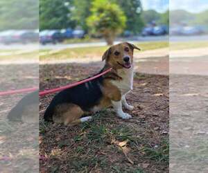 Whiskey (AL) - Male Pembroke Welsh Corgi-Unknown Mix Dog for Adoption - Photo #3