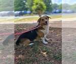 Small Photo #3 Pembroke Welsh Corgi-Unknown Mix Puppy For Sale in New York, NY, USA