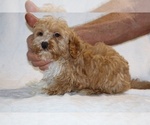Small #14 Cockapoo (Miniature)