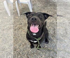 Labrador Retriever-Unknown Mix Dogs for adoption in Palmetto, FL, USA
