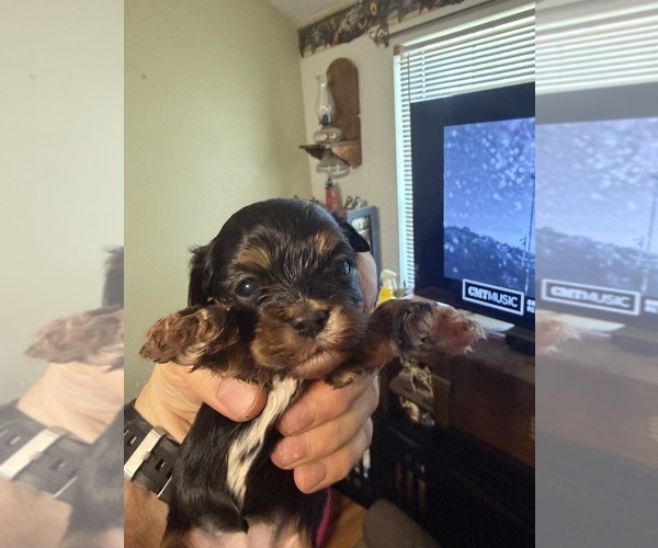 Medium Photo #4 Cavanese-Havanese Mix Puppy For Sale in HIGHLANDVILLE, MO, USA