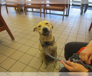 American Pit Bull Terrier-Unknown Mix Dogs for adoption in Ocala, FL, USA