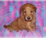 Small #1 Miniature Labradoodle
