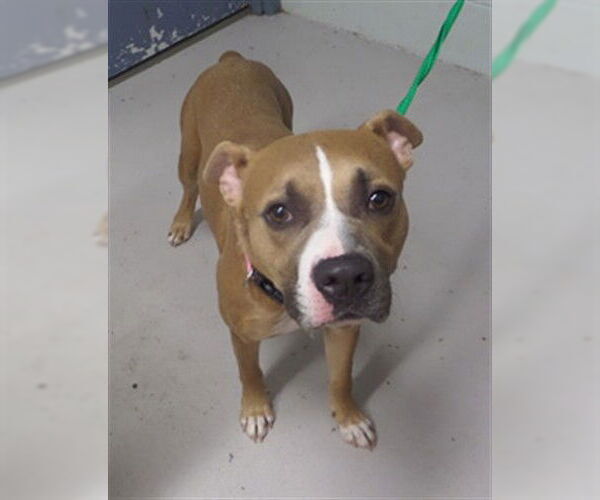 Medium Photo #1 American Pit Bull Terrier-Unknown Mix Puppy For Sale in Augusta, GA, USA