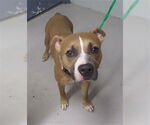 Small American Pit Bull Terrier Mix