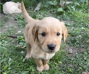 Golden Retriever Puppy for Sale in POWELL, Tennessee USA