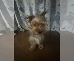 Small #7 Yorkshire Terrier