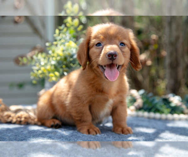 Medium Photo #1 Dachshund Puppy For Sale in SALEM, IN, USA