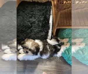 Shorkie Tzu Puppy for sale in LEBANON, OR, USA
