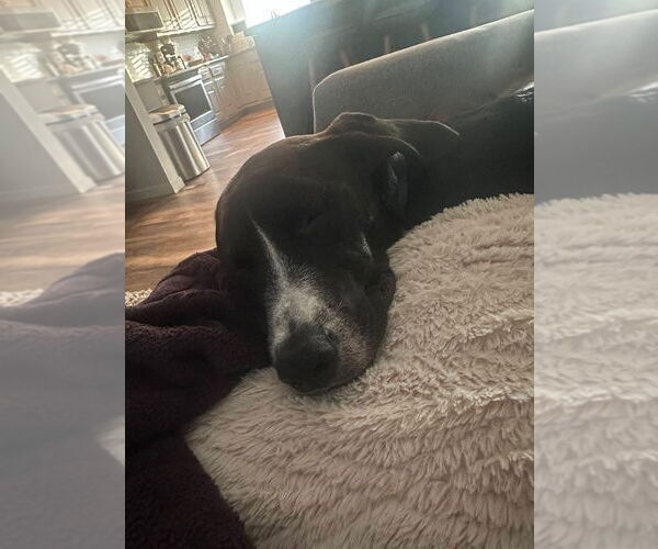 Medium Photo #14 Border Collie-Unknown Mix Puppy For Sale in Germantown, OH, USA