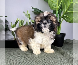 Shih Tzu Puppy for sale in FRANKLIN, IN, USA