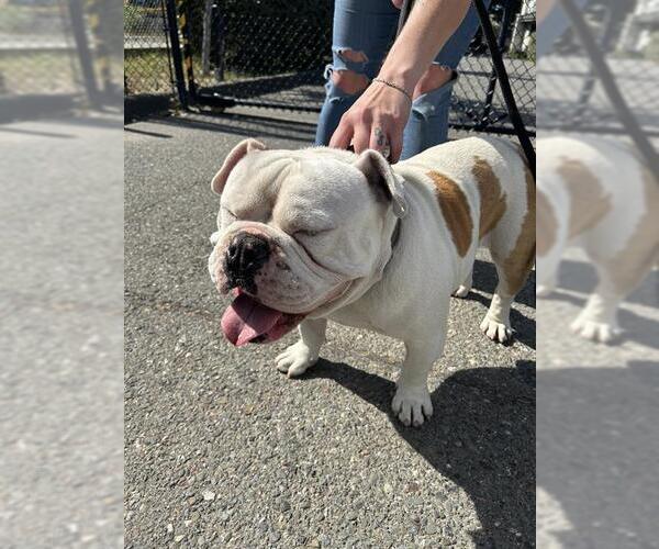 Medium Photo #1 Bulldog Puppy For Sale in Santa Rosa, CA, USA
