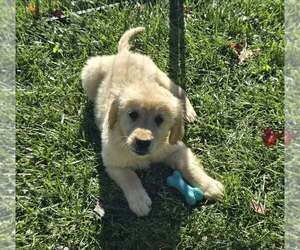 Golden Retriever Puppy for sale in RIGA, MI, USA