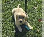 Daphne - Female Golden Retriever Puppy for Sale - Small photo
