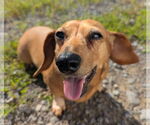 Small #3 Dachshund