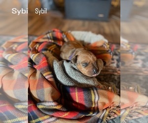 Medium Rhodesian Ridgeback