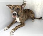 BRUCE - Male American Pit Bull Terrier-Unknown Mix Dog for Adoption - Small photo