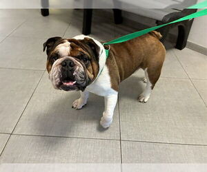 Bulldog Dogs for adoption in Rancho Cucamonga, CA, USA