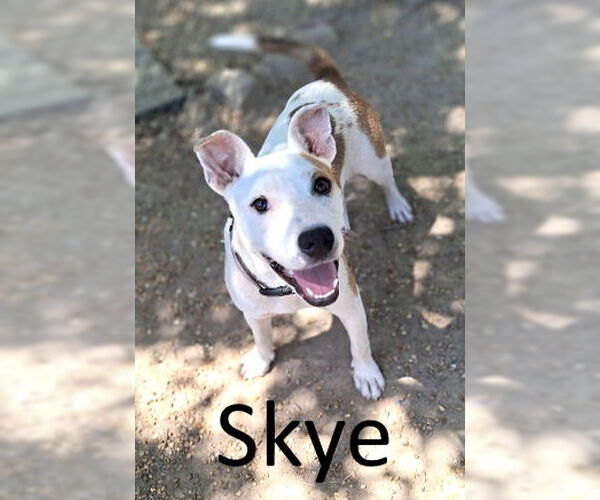 Medium Photo #3 Staffordshire Bull Terrier-Unknown Mix Puppy For Sale in Mountain View, AR, USA