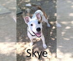 Small #2 Staffordshire Bull Terrier Mix
