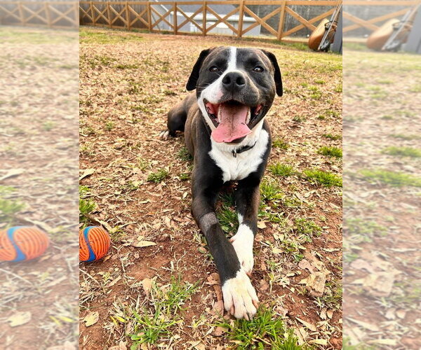 Medium Photo #16 American Staffordshire Terrier-Labrador Retriever Mix Puppy For Sale in Brewster, NY, USA