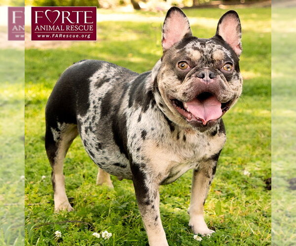 Medium Photo #6 French Bulldog Puppy For Sale in Marina del Rey, CA, USA