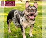 Small #5 French Bulldog