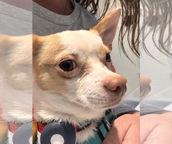 Medium Photo #3 Chihuahua Puppy For Sale in Lake Elsinore, CA, USA