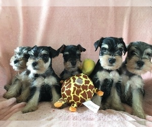 Schnauzer (Miniature) Puppy for sale in SARASOTA, FL, USA