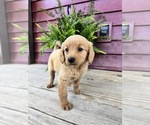 Small #2 Goldendoodle