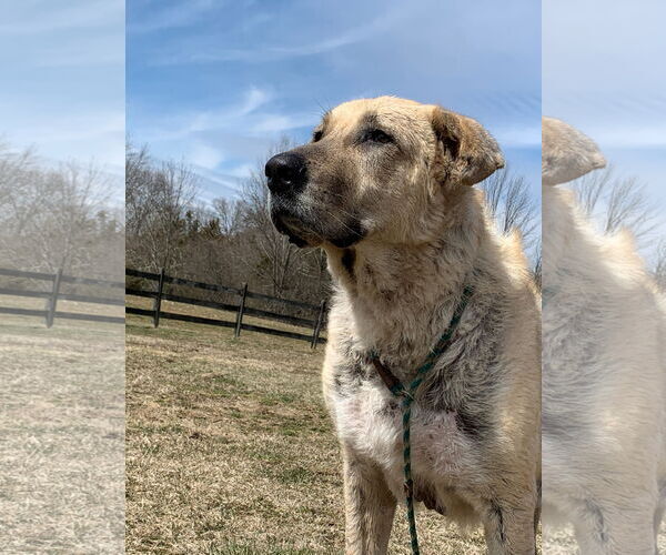 Medium Photo #5 Great Pyrenees-Unknown Mix Puppy For Sale in Boonton, NJ, USA