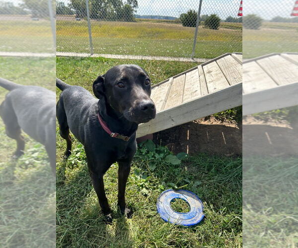 Medium Photo #2 Labrador Retriever Puppy For Sale in Pierceton , IN, USA