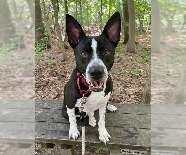 Medium Photo #1 Mutt Puppy For Sale in FRAMINGHAM, MA, USA